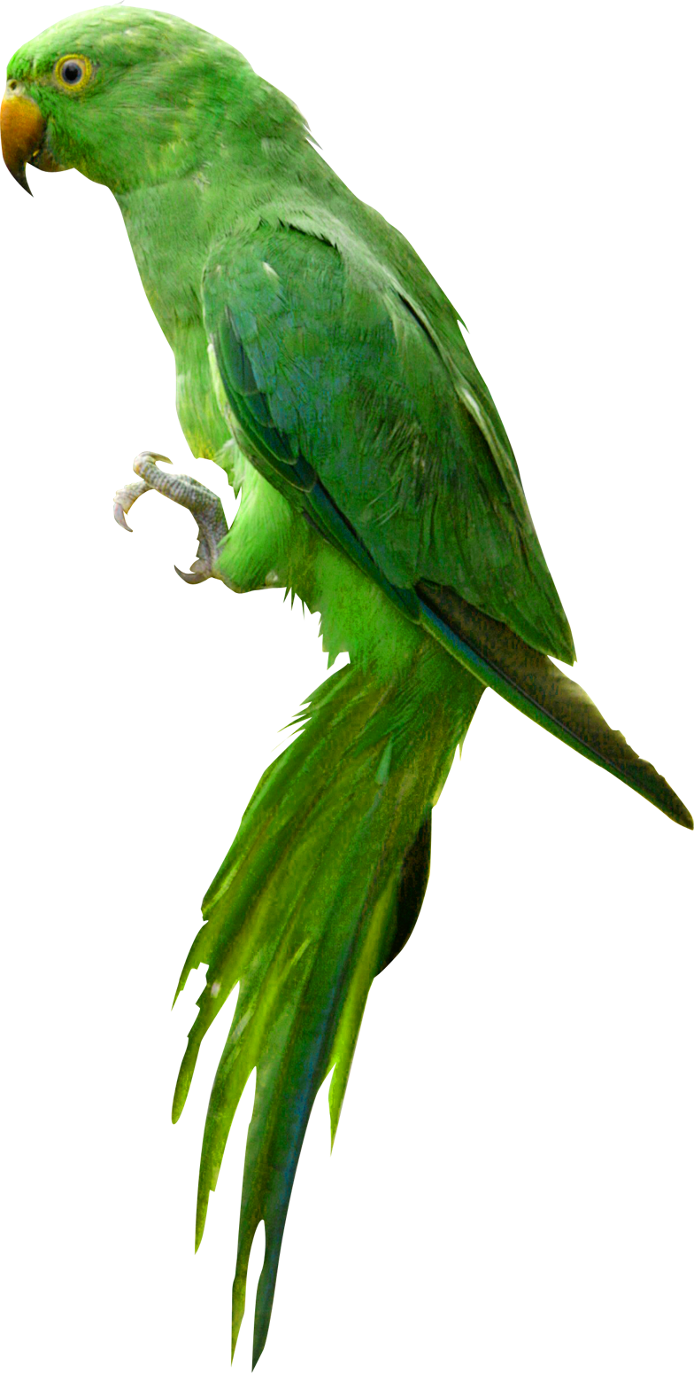 parrot, march background download #19958