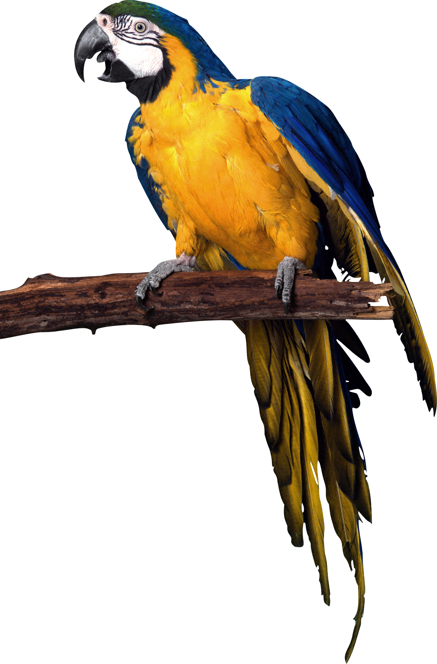 parrot png arts pinterest animal and bird #19964