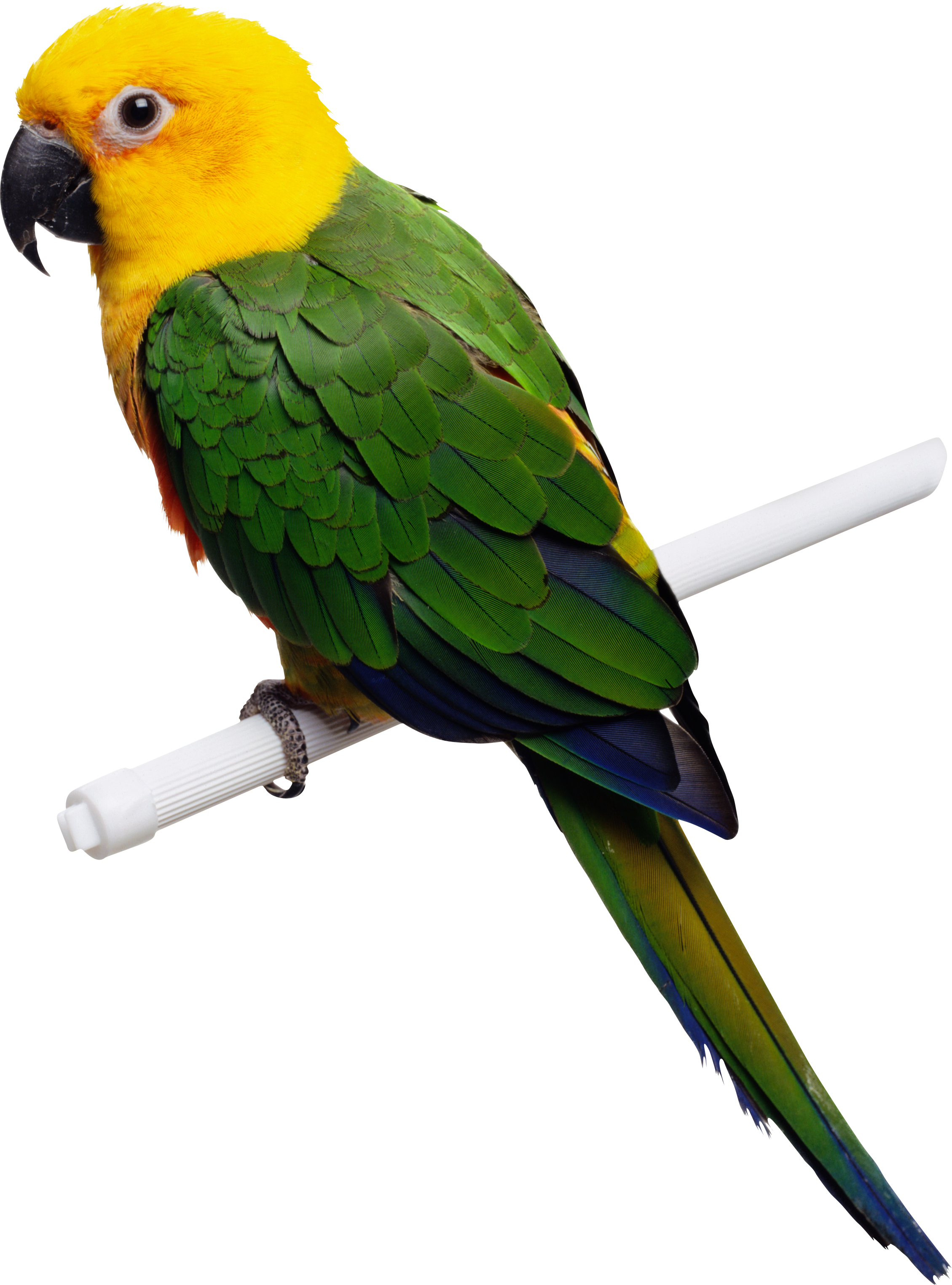 parrot png images clkerm vector clip art #19898