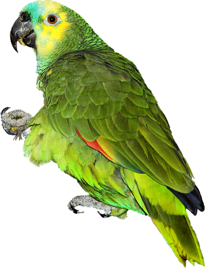 Parrot Png Images Flying Green Pirate Parrots Transparent Free