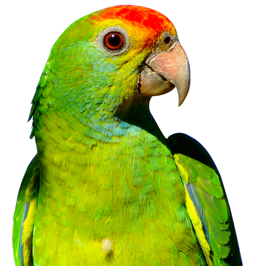 parrot png transparent image pngpix #19875