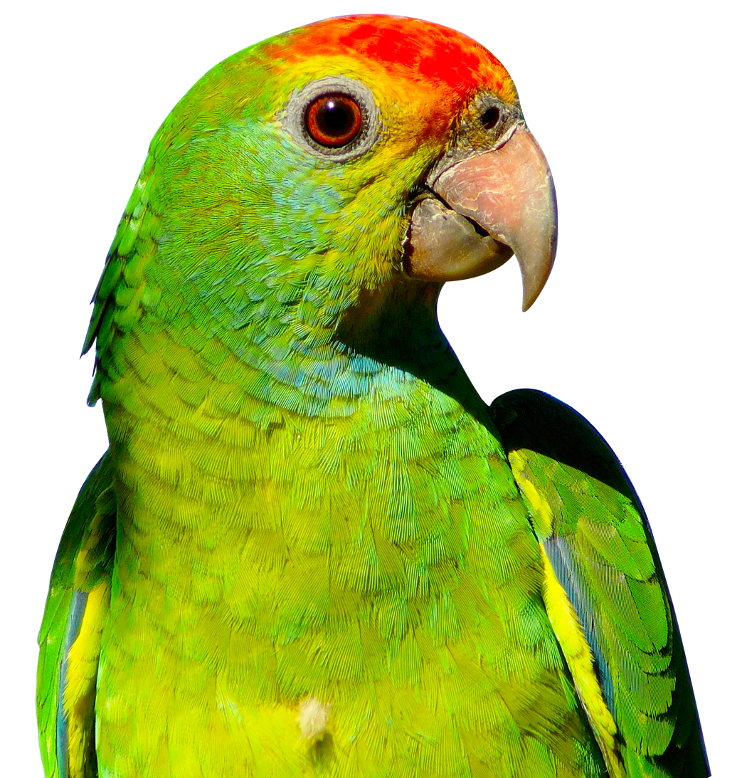 Parrot Png Images Flying Green Pirate Parrots Transparent Free