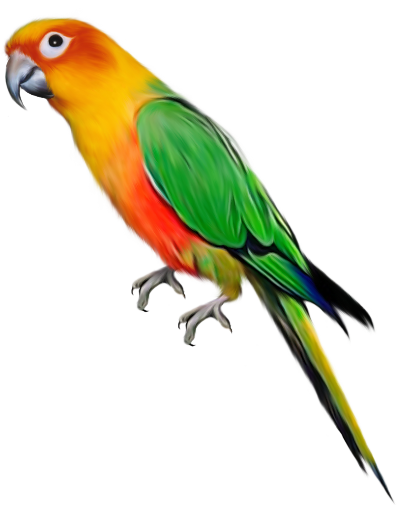 parrot png transparent parrot images pluspng #19933