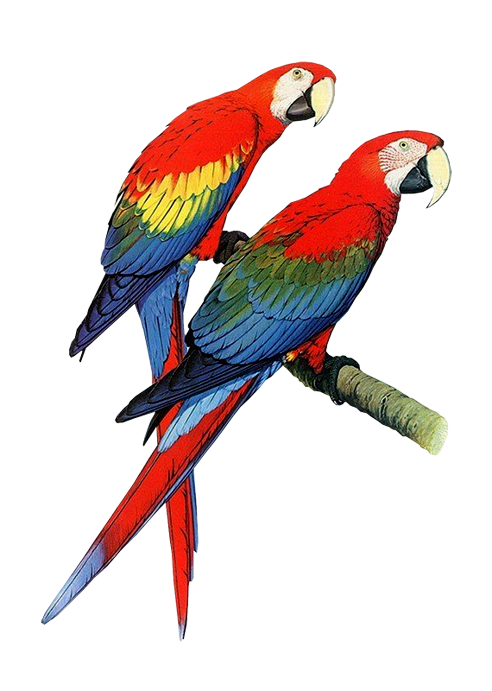 parrot psd and png white background background #19946