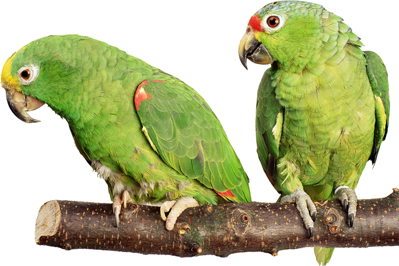parrot psd and png white background background #19949