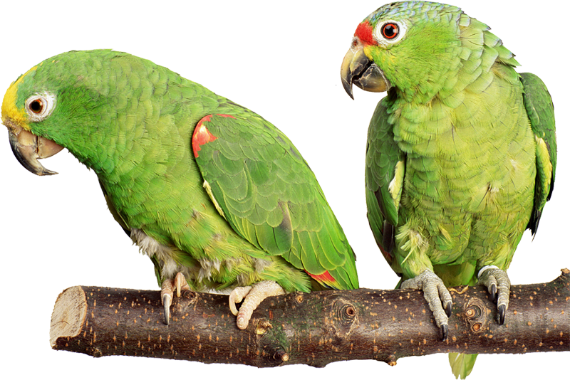 Parrot Png Images Flying Green Pirate Parrots Transparent Free