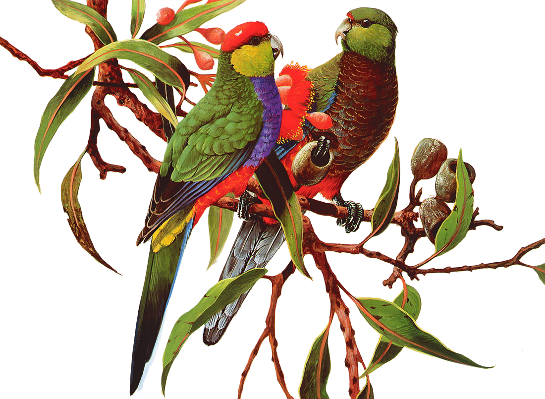 parrot psd and png white background background #19961