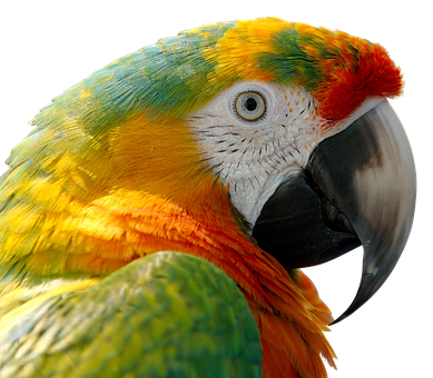 parrot, tropical birds pictures pixabay #19932