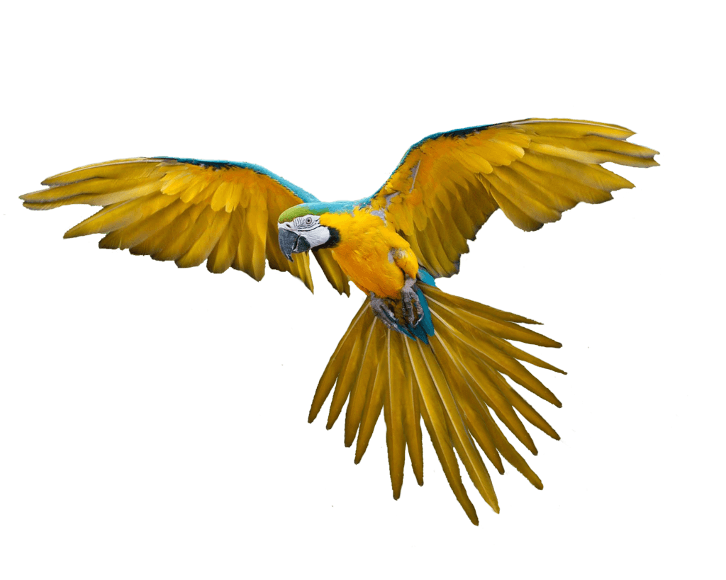 download flying parrot png images download png image #20123