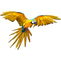 flying parrot, download parrot png photo images and clipart #20128