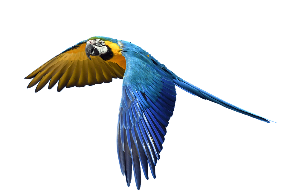 flying parrot, parrot flight isolated photo #20130