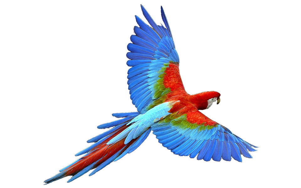 flying parrot, parrot isolated flight colorful photo pixabay #20125