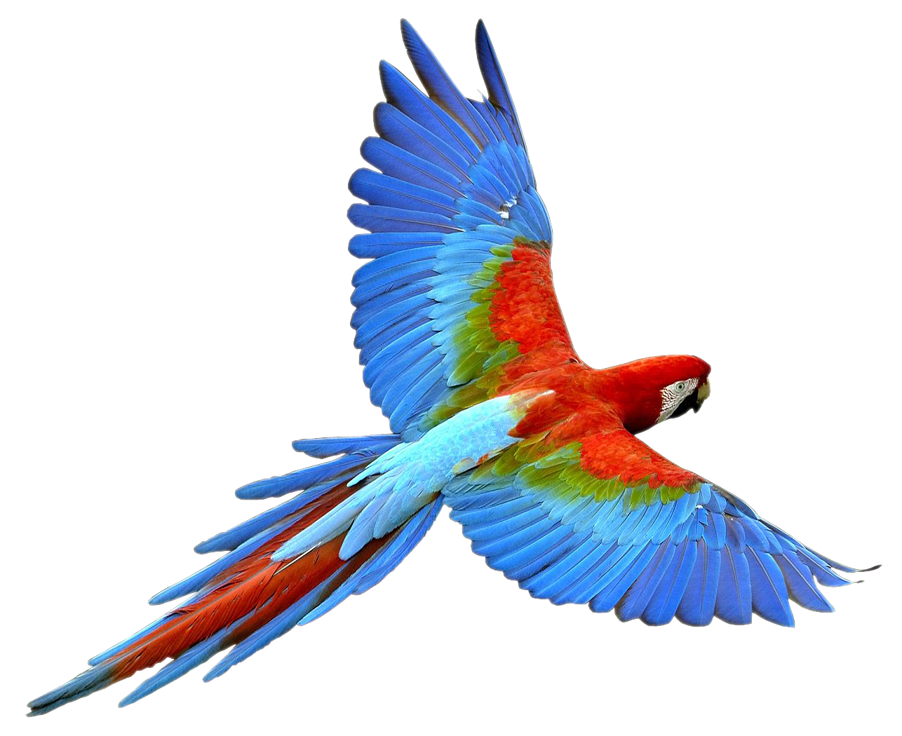 Parrot PNG Images, Flying, Green, Pirate Parrots Transparent Free Download