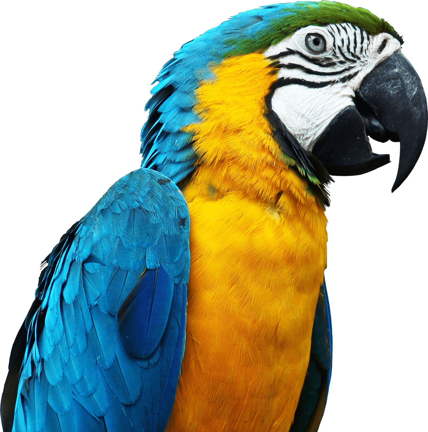parrot clipart large