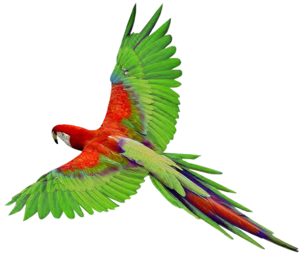 parrot flying clipart images #20118