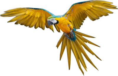 parrot flying clipart panda clipart images #20126