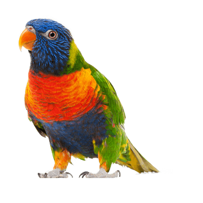 walking small parrot transparent png #20132
