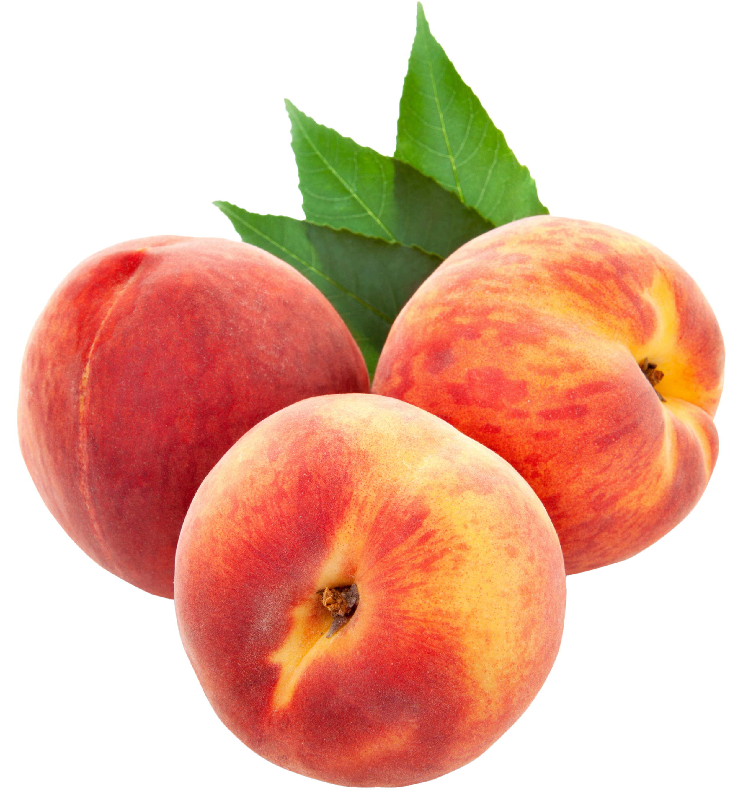 peach clip art pictures clipartix #34566