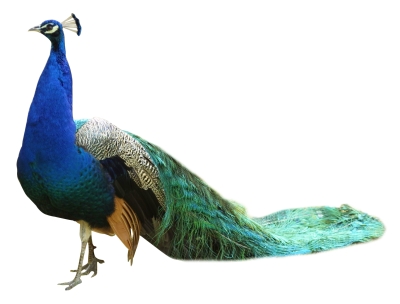 download peacock feather png transparent image and #20808