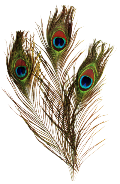 download peacock feather png transparent image and #20867