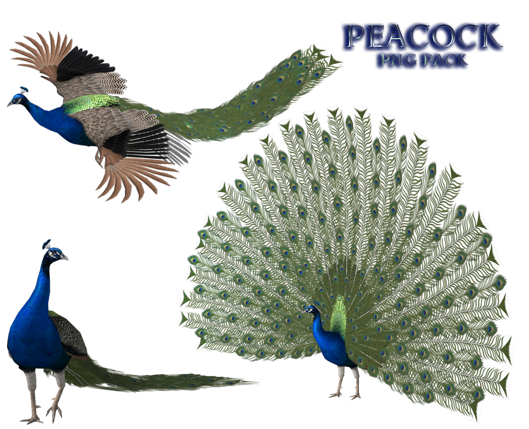 Peacock PNG, Peacock Feather, Peacock Animal Bird Download - Free Transparent  PNG Logos