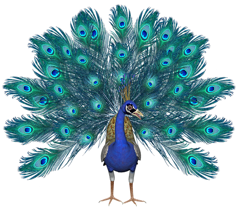 peacock and wings png transparent images images #20871