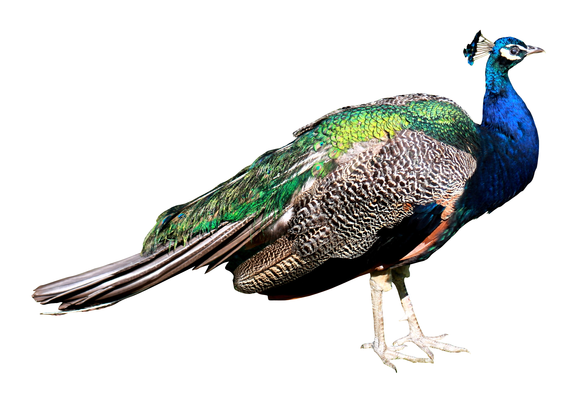peacock and wings png transparent images images #20765