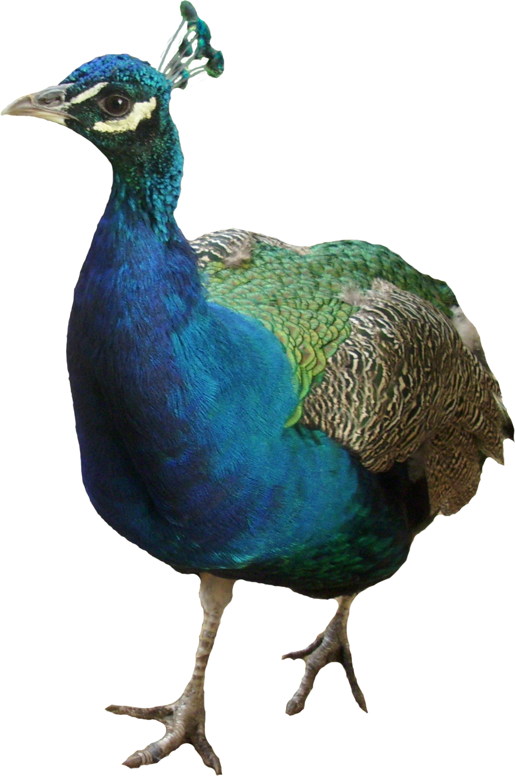 peacock, animals favourites andreea deviantart #20761