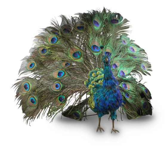 peacock art clip icons and png backgrounds #20807