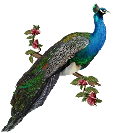 peacock, clip art graphics #20821