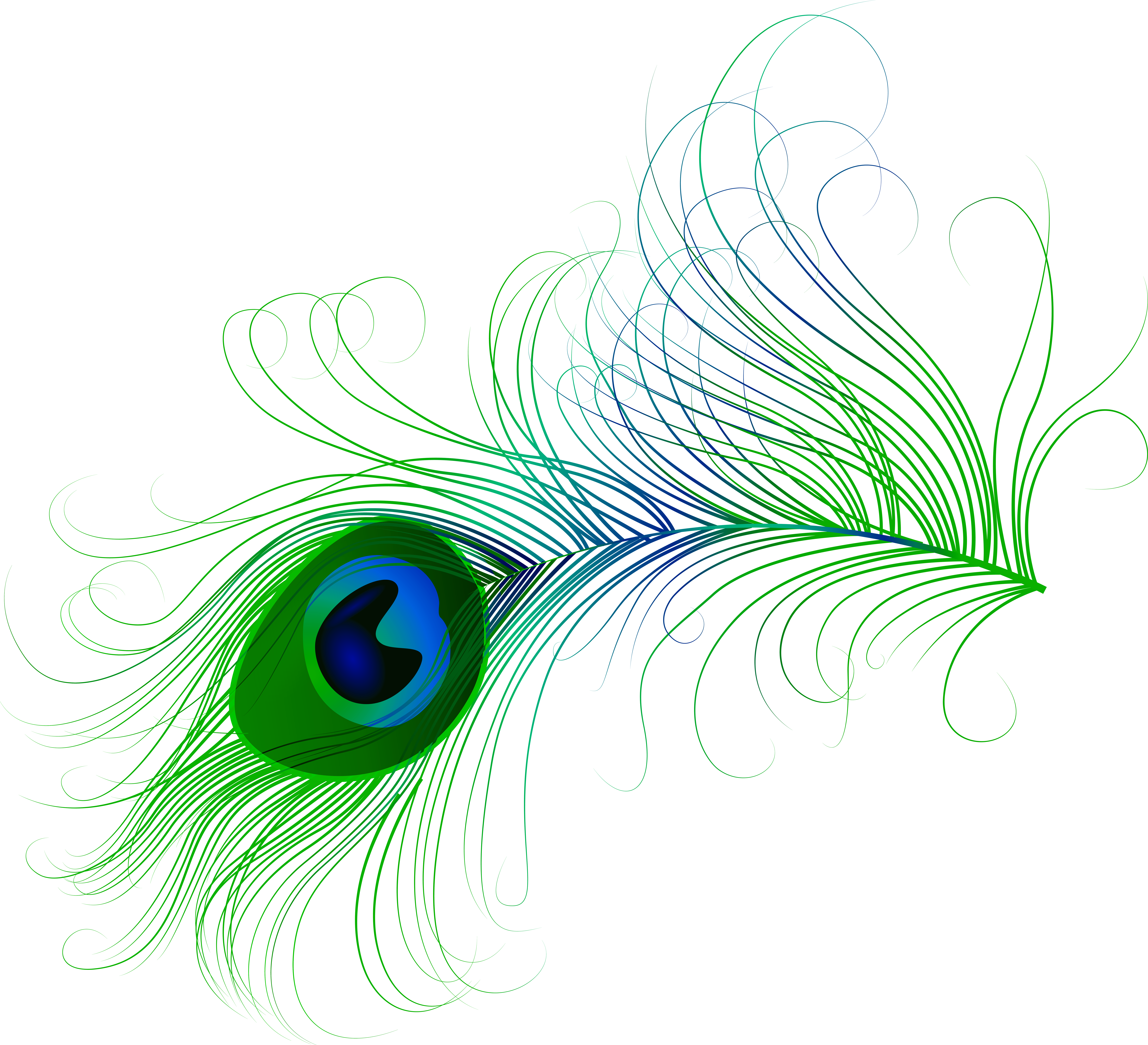 peacock, feather clipart transparent background pencil and #20865