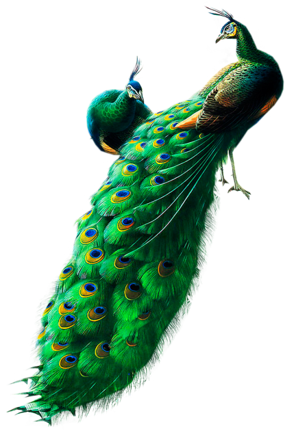 Peacock