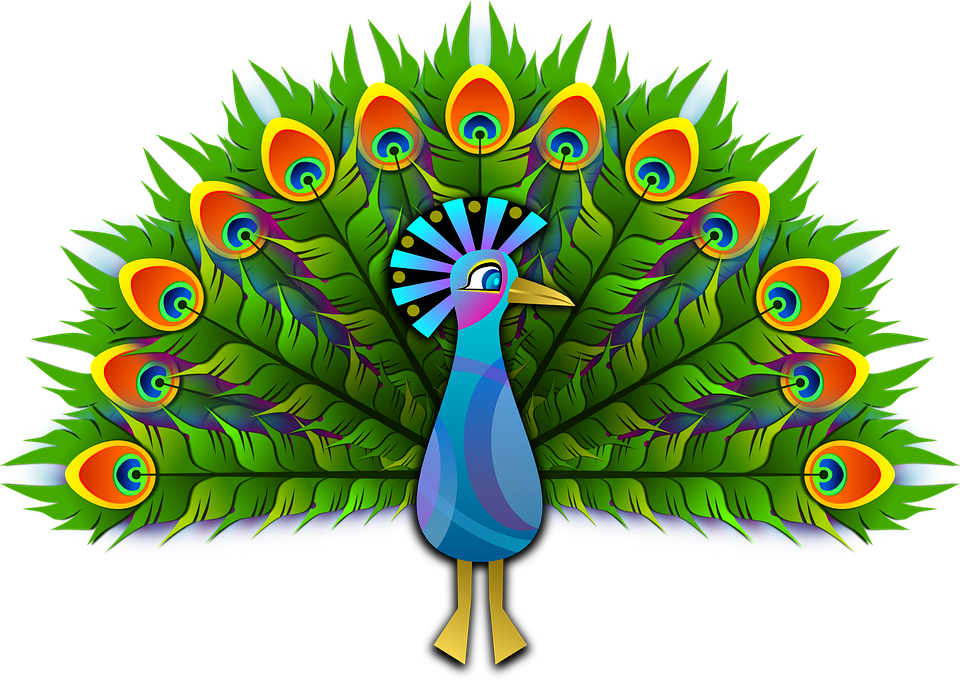 peacock peafowl peachick vector graphic pixabay #20826