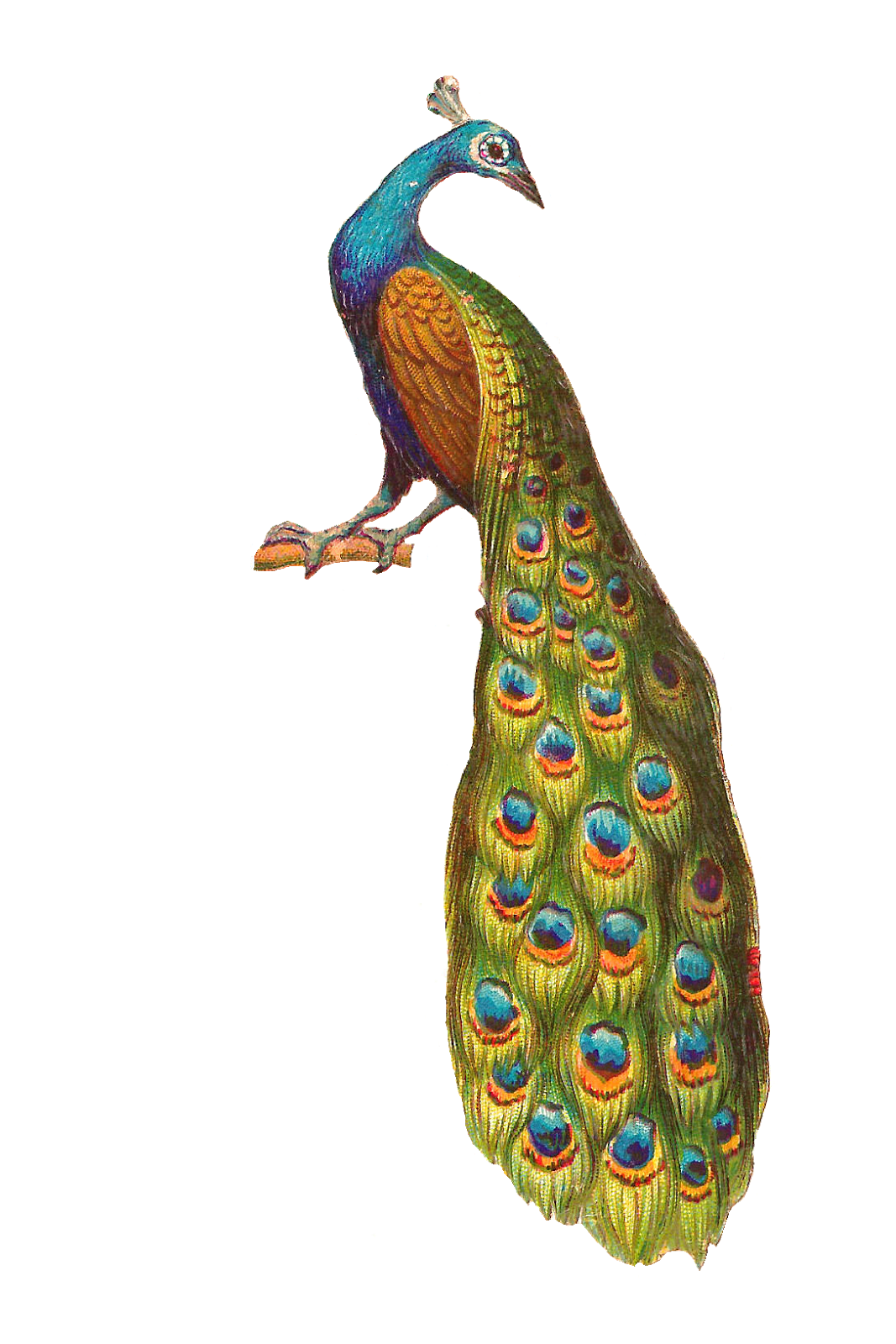 Peacock PNG, Peacock Feather, Peacock Animal Bird Download - Free Transparent  PNG Logos