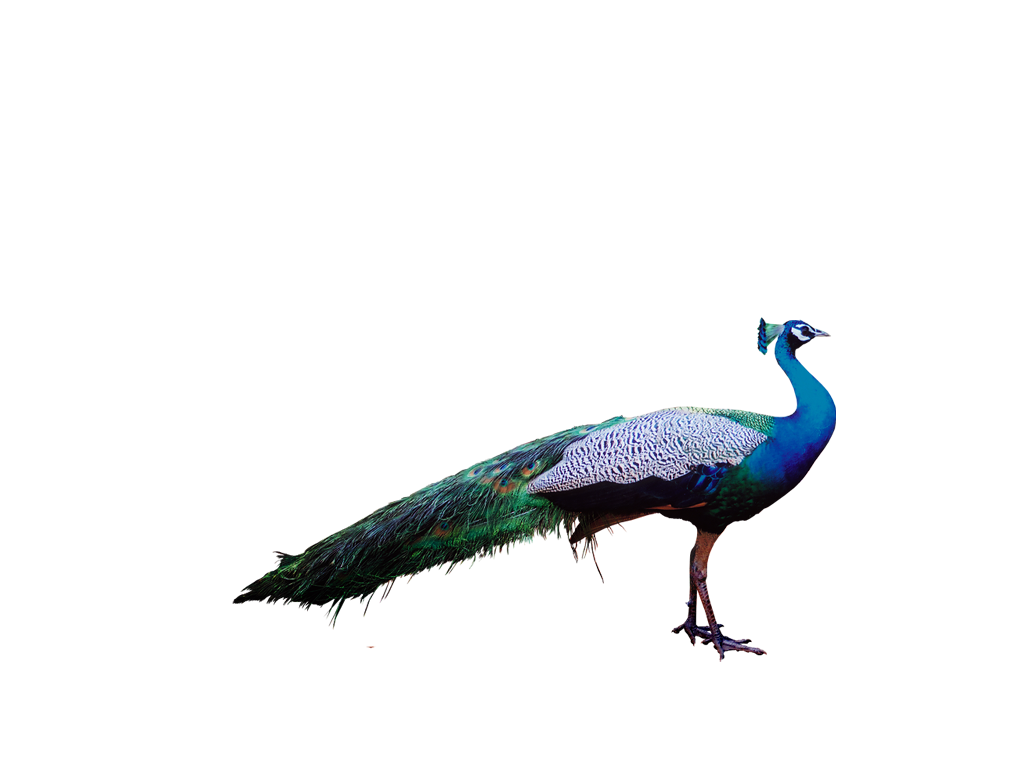 Peacock PNG, Peacock Feather, Peacock Animal Bird Download - Free Transparent  PNG Logos