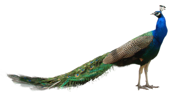 peacock png design deviantart #20762