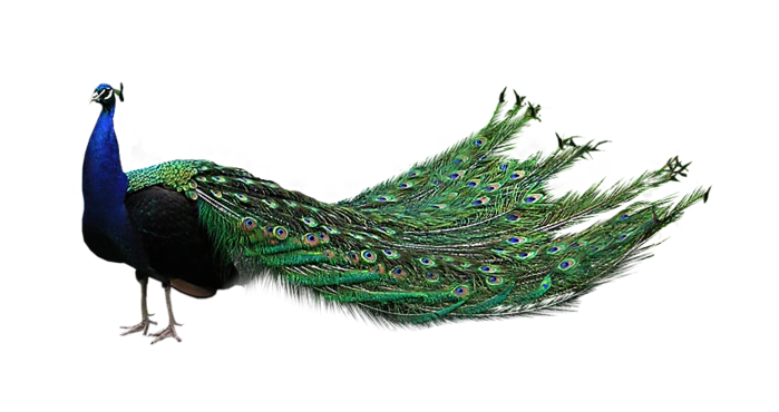 peacock png images collected for download #20813