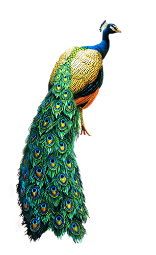 peacock png images collected for download #20815