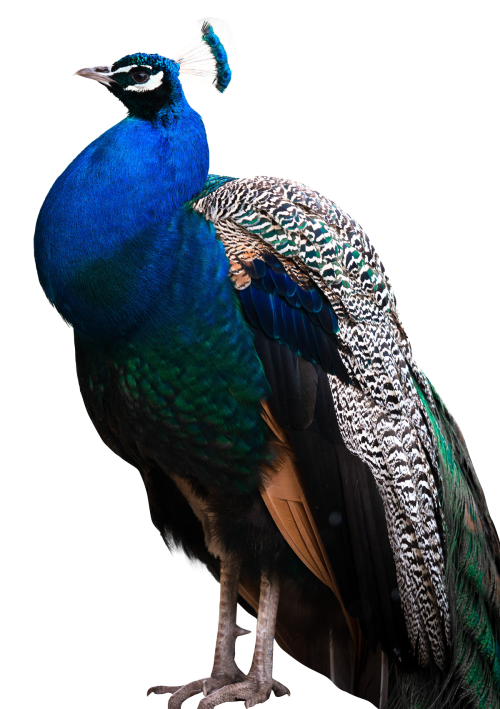 peacock png transparent image pngpix #20760