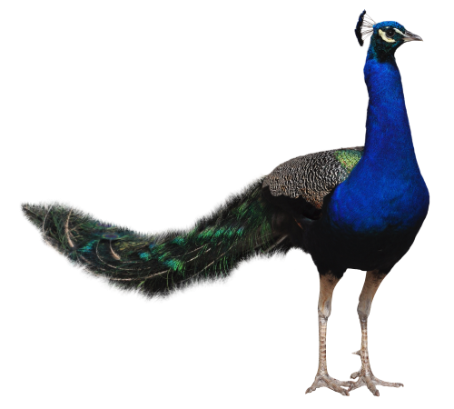 peacock png transparent image pngpix #20805