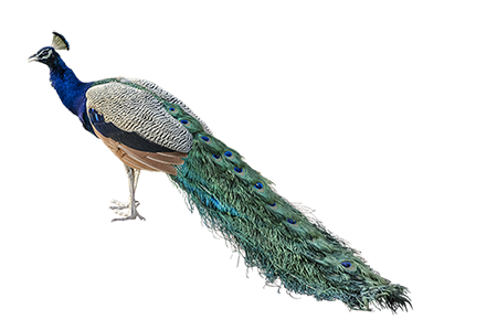 peacock png transparent peacock images pluspng #20823