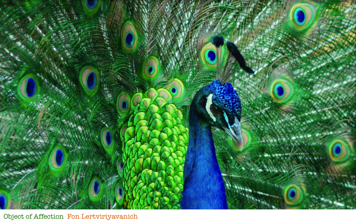 peacock, the zoo cloudy day the hopes and dreams lives #20766