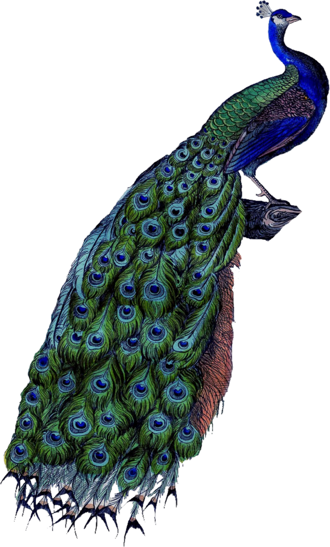 peacock transparent background #20810