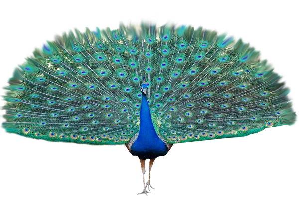 peacock transparent background #20818