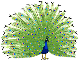 peacock transparent background #20844