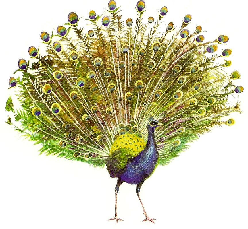 Peacock PNG, Peacock Feather, Peacock Animal Bird Download - Free Transparent  PNG Logos