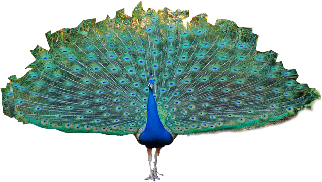 peacock transparent png pictures icons and png #20862