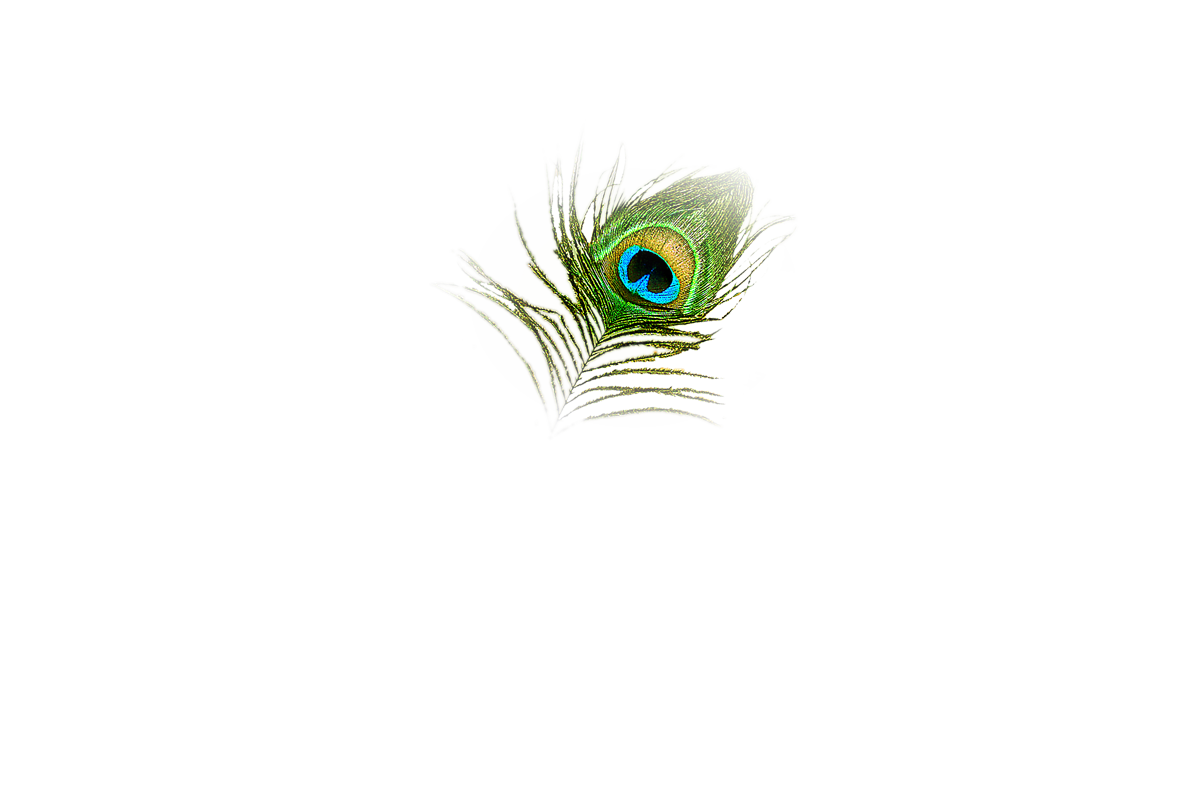 peacock transparent png pictures icons and png #20872