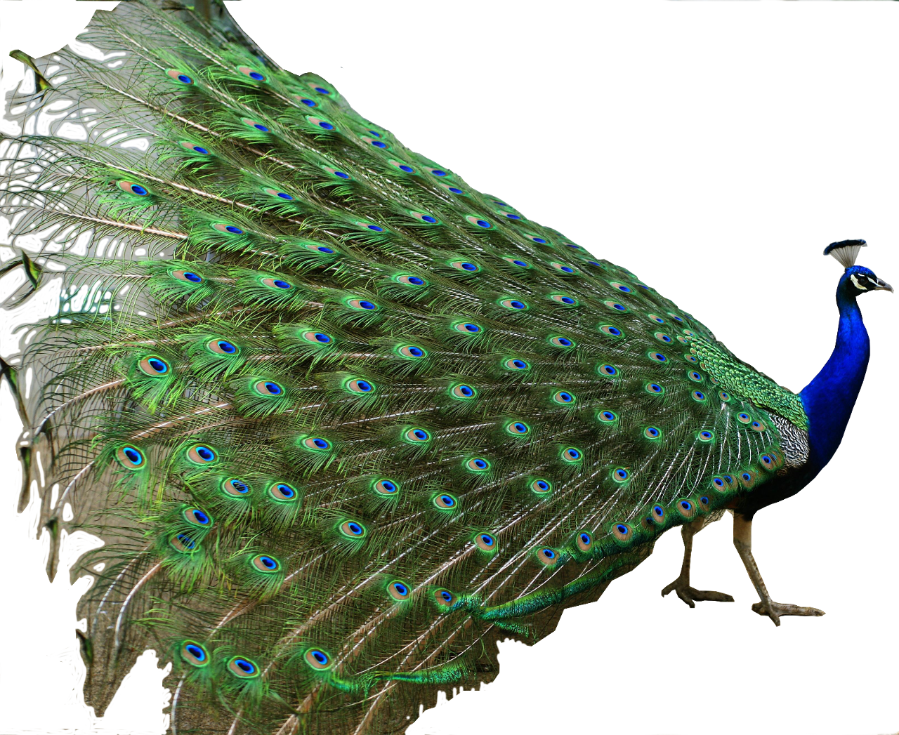 peacock, vanguard thoughts juli 20859