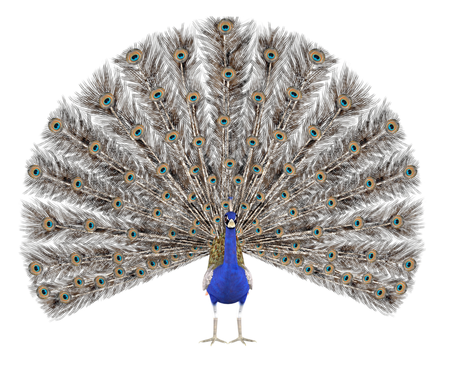 png peacock maureenolder deviantart